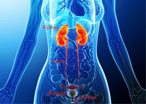 UTIs A Complete Guide Causes And Treatment Medmate