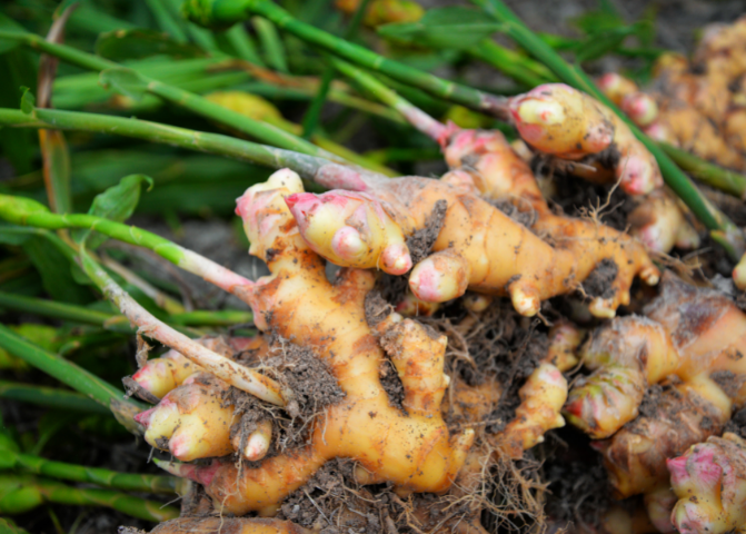 how to grow ginger